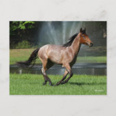 マンガラランニングガの噴水の前 ポストカード (正面)