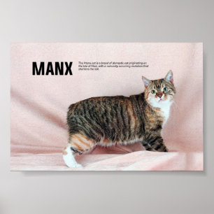 マンクス猫種 ポスター