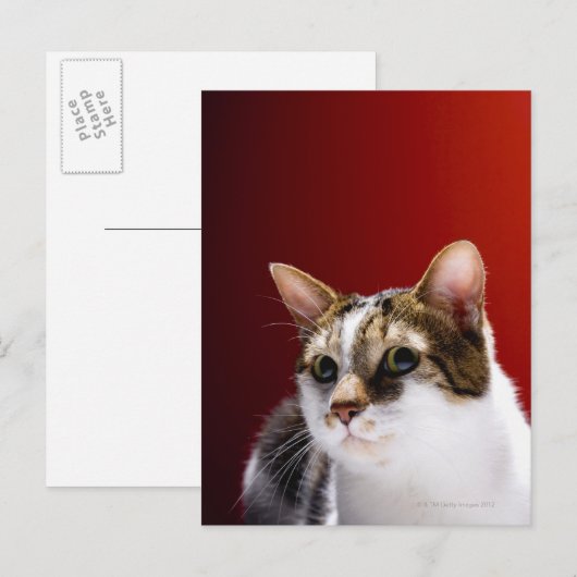 マンクス猫 ポストカード (正面/裏面)