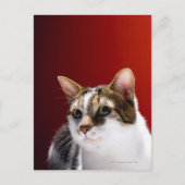マンクス猫 ポストカード (正面)
