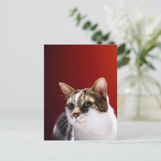 マンクス猫 ポストカード (スタンド正面)