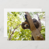 マングスムール ポストカード (正面/裏面)