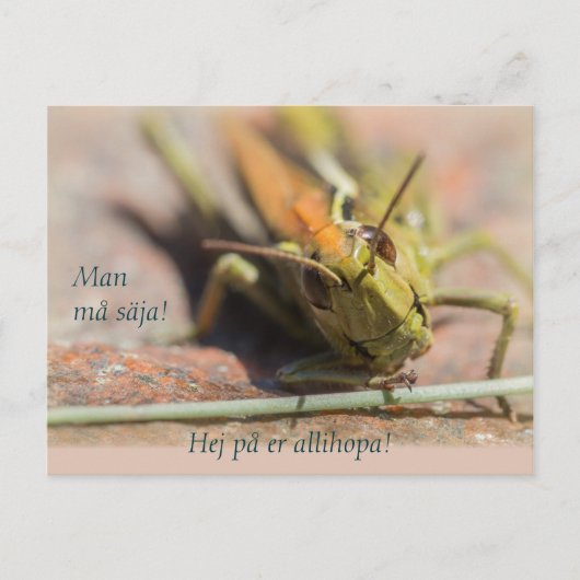 マングス・サーハ!GreshoppaのコーディネートCC0775 ポストカード (正面)