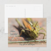 マングス・サーハ！GreshoppaのコーディネートCC0775 ポストカード (正面/裏面)