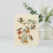 マングローブのハチドリ ポストカード (スタンド正面)