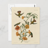 マングローブのハチドリ ポストカード (正面/裏面)