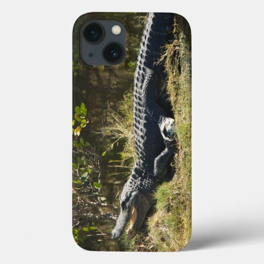 マングローブの茂る湿地の土手で日向ぼっこするアメリカ・アリゲーター Case-Mate iPhoneケース (裏面)