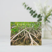 マングローブスティルルーツ、湿地、エバーグレーズ ポストカード (スタンド正面)
