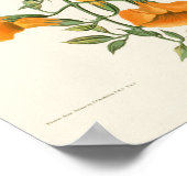 マングローブハミングバードオードボンバーズオブアメリカ ポスター (角)