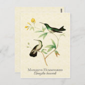 マングローブハミングバードヴィンテージアート ポストカード (正面/裏面)