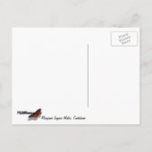 マングローブラグーンウォーターカリブのブルー ポストカード (裏面)