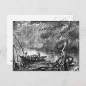 マングローブ林 ポストカード (正面/裏面)