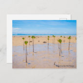 マングローブ林 ポストカード (正面/裏面)