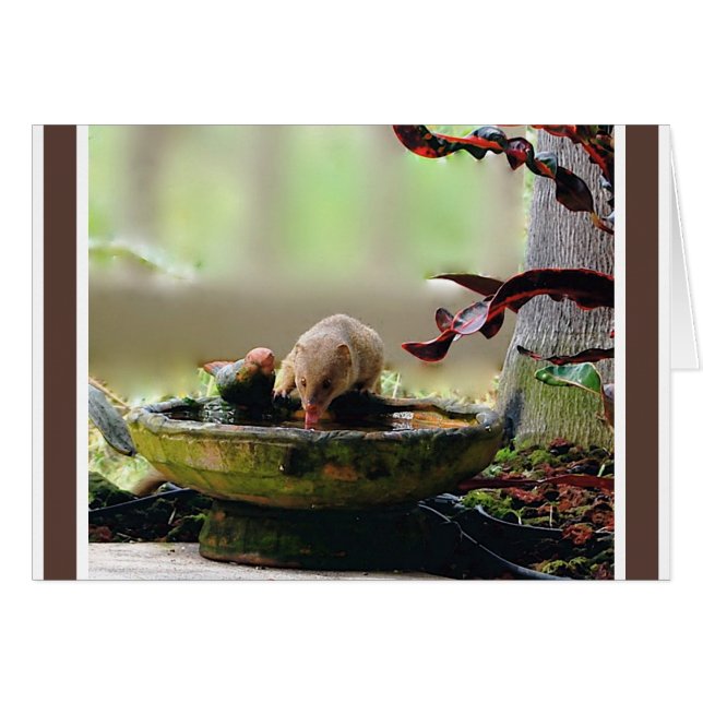 マングースの水たまりの野性生物 (正面横)