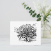 マンゴの農家 ポストカード (スタンド正面)