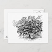 マンゴの農家 ポストカード (正面/裏面)