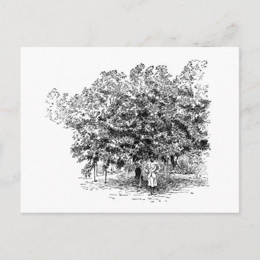 マンゴの農家 ポストカード (正面)