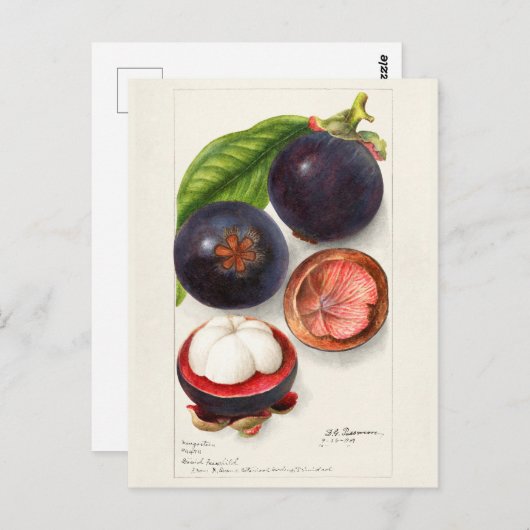 マンゴスチン（ガルシニア・マンゴスタナ）フルーツ絵画ズ ポストカード (正面/裏面)