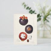 マンゴスチン(ガルシニア・マンゴスタナ)フルーツ絵画ズ ポストカード (スタンド正面)