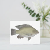 マンゴティラピア ポストカード (スタンド正面)