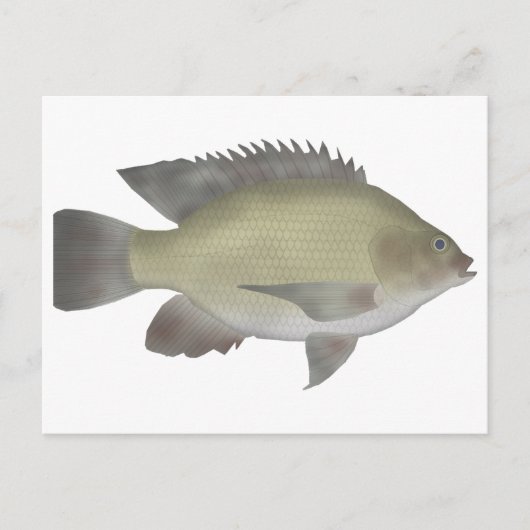 マンゴティラピア ポストカード (正面)