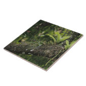 マンゴーに咲くパインピンク、ブレチア·パープレア タイル (側面)