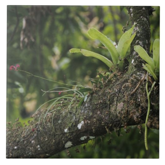 マンゴーの上で咲くパインパープル、Bletia purpurea タイル (正面)