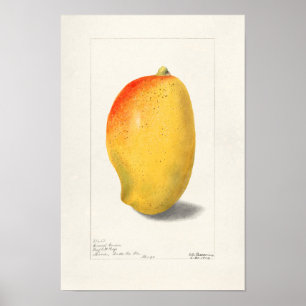 マンゴー(Mangifera Indica)フルーツウォーター絵画カラー ポスター