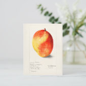マンゴー(Mangifera Indica)フルーツウォーター絵画カラー ポストカード (スタンド正面)