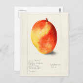 マンゴー(Mangifera Indica)フルーツウォーター絵画カラー ポストカード (正面/裏面)