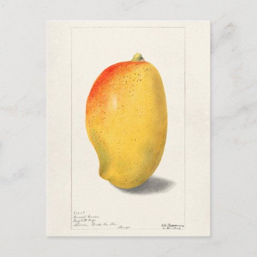 マンゴー(Mangifera Indica)フルーツウォーター絵画カラー ポストカード (正面)