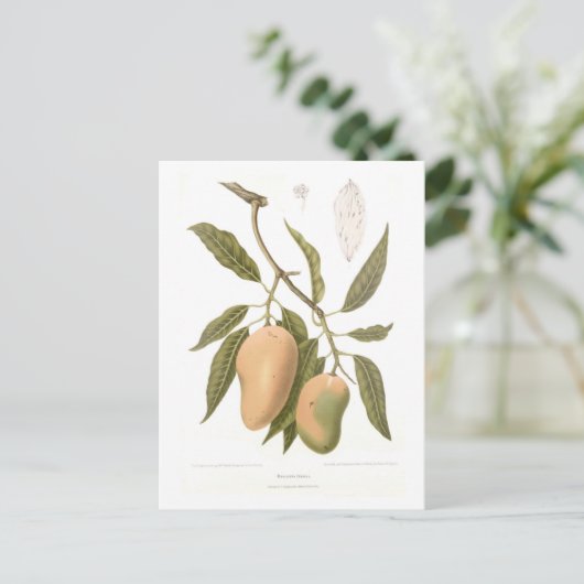 マンゴ ポストカード (スタンド正面)