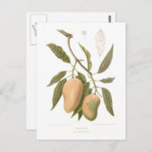 マンゴ ポストカード (正面/裏面)