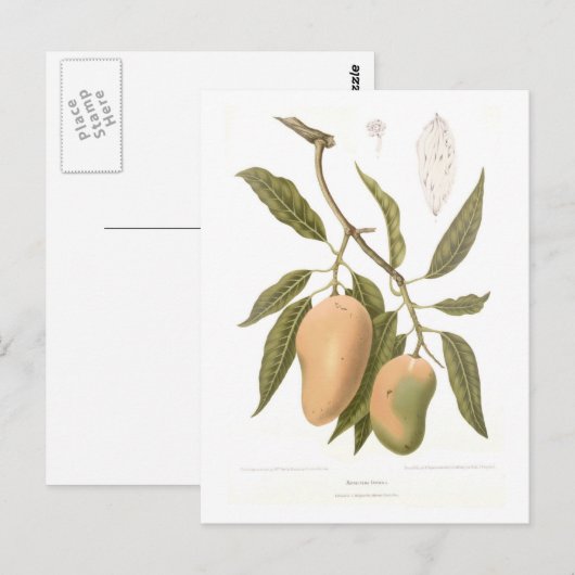 マンゴ ポストカード (正面/裏面)