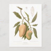 マンゴ ポストカード (正面)