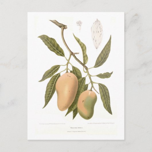 マンゴ ポストカード (正面)