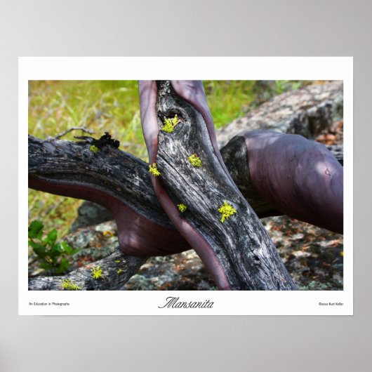 マンサニタプリント ポスター (正面)