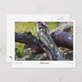 マンサニタプリント ポストカード (正面/裏面)