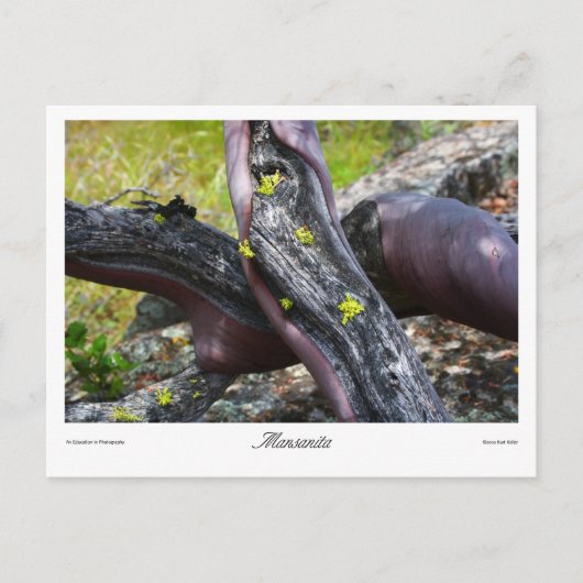 マンサニタプリント ポストカード (正面)