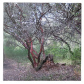 マンザニタの木 タイル (正面)