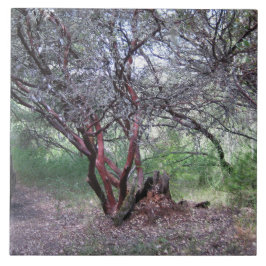 マンザニタの木 タイル