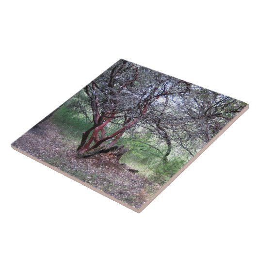 マンザニタの木 タイル (側面)