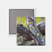 マンザニタ磁石 マグネット (正面/裏面)