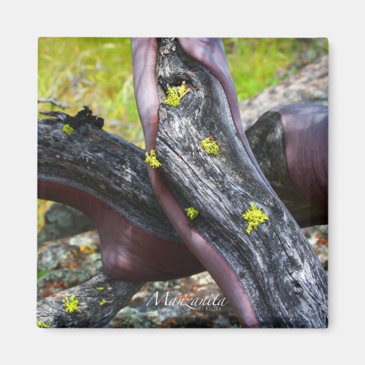 マンザニタ磁石 マグネット (正面)