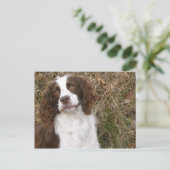 マンズフレンド最高の – イングリッシュプリンガースパニエル犬 ポストカード (スタンド正面)