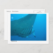 マンタのサンゴカード - 02 ポストカード (正面/裏面)