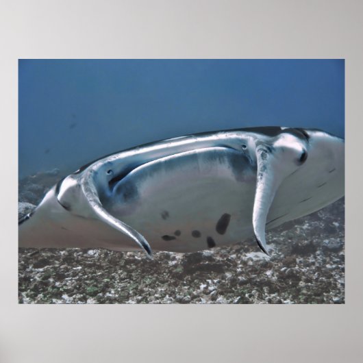 マンタアップクローズ ポスター (正面)