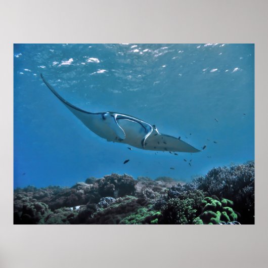 マンタオンザリーフ ポスター (正面)