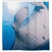 マンタマニア: 日光のかわいいオニイトマキエイ