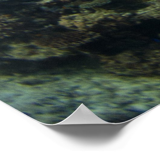 マンタレイオンザバリア素晴らしリーフ ポスター (角)